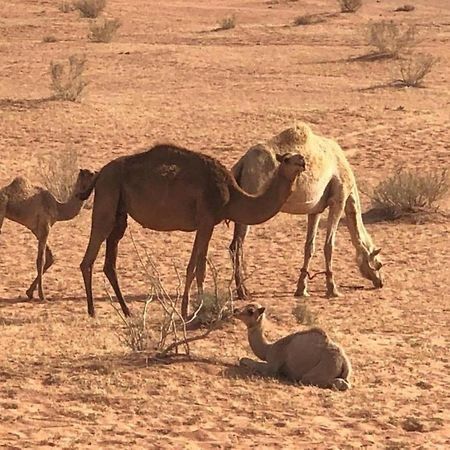 Authentic Bedouin Camp วาดิรัม ภายนอก รูปภาพ