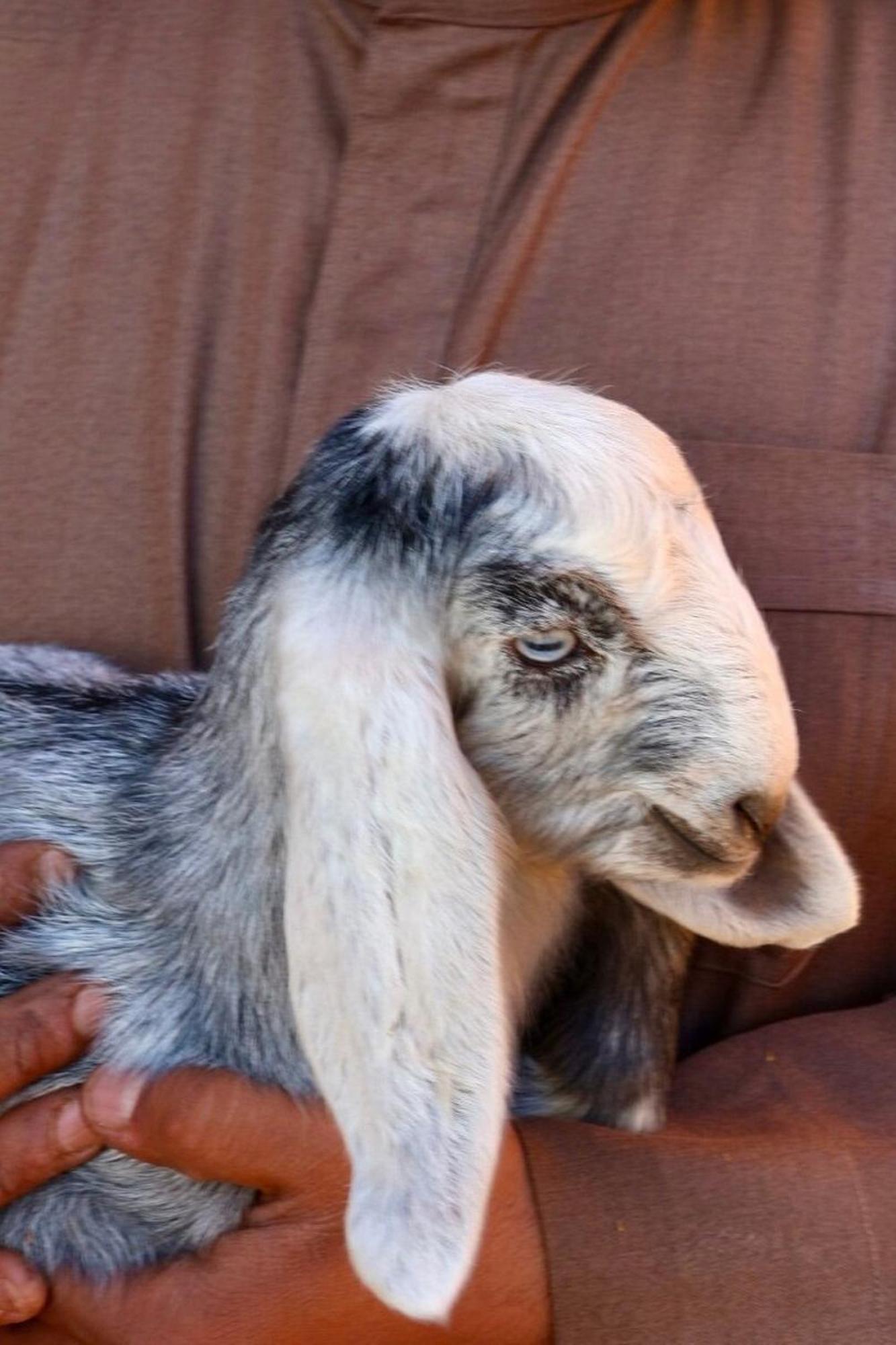 Authentic Bedouin Camp วาดิรัม ภายนอก รูปภาพ