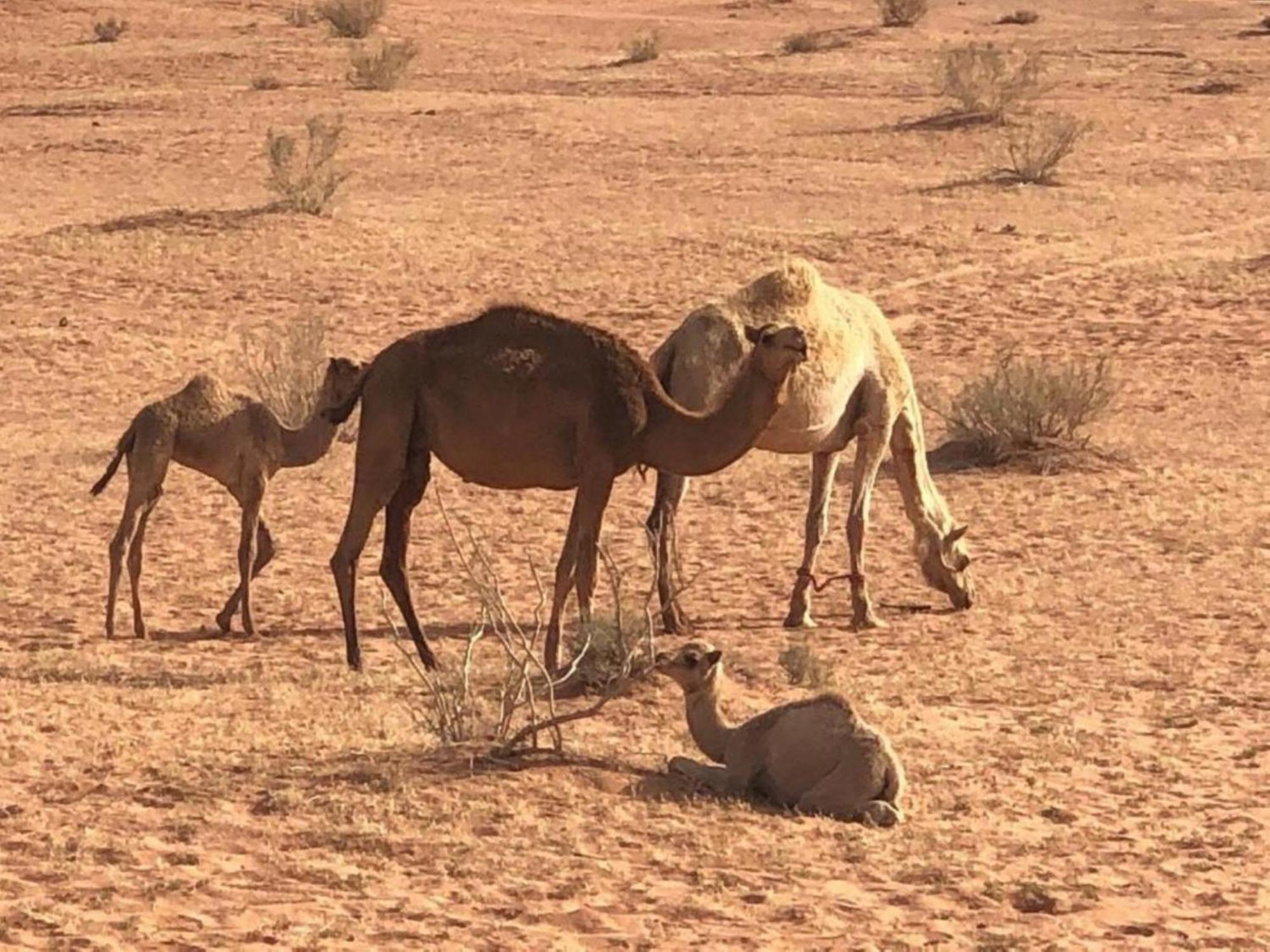 Authentic Bedouin Camp วาดิรัม ภายนอก รูปภาพ